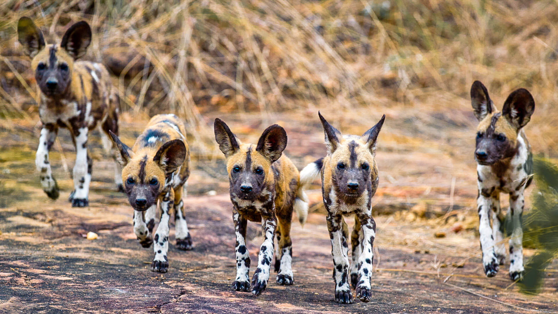 A pack of African wild dog walking towards the camera in Nyerere National Park, Tanzania
