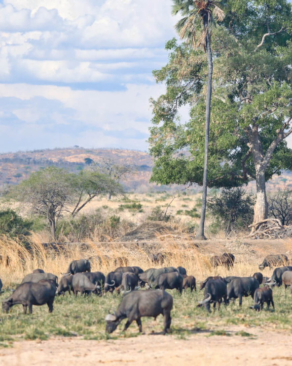 Buffalo grazing in Ruaha National Park