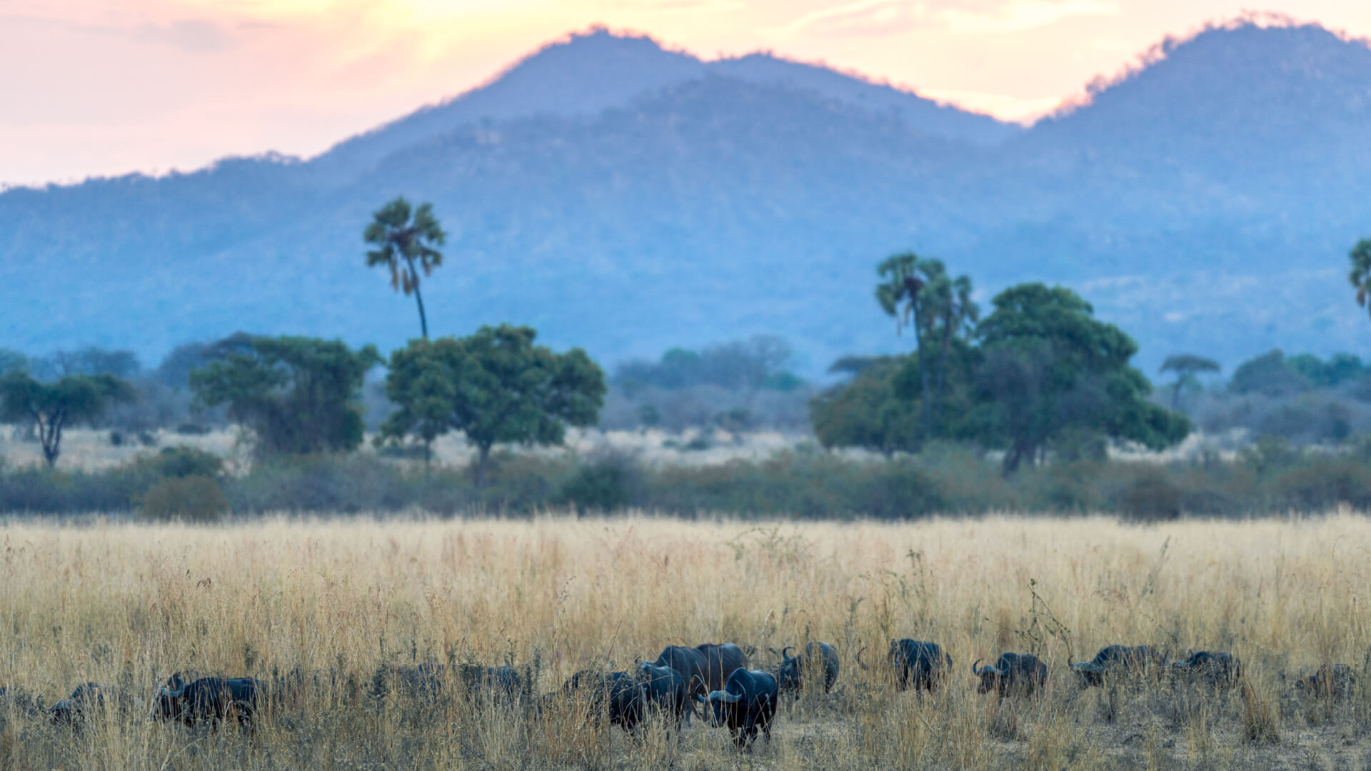A herd of buffalo in the long grass of Katavi National Park
