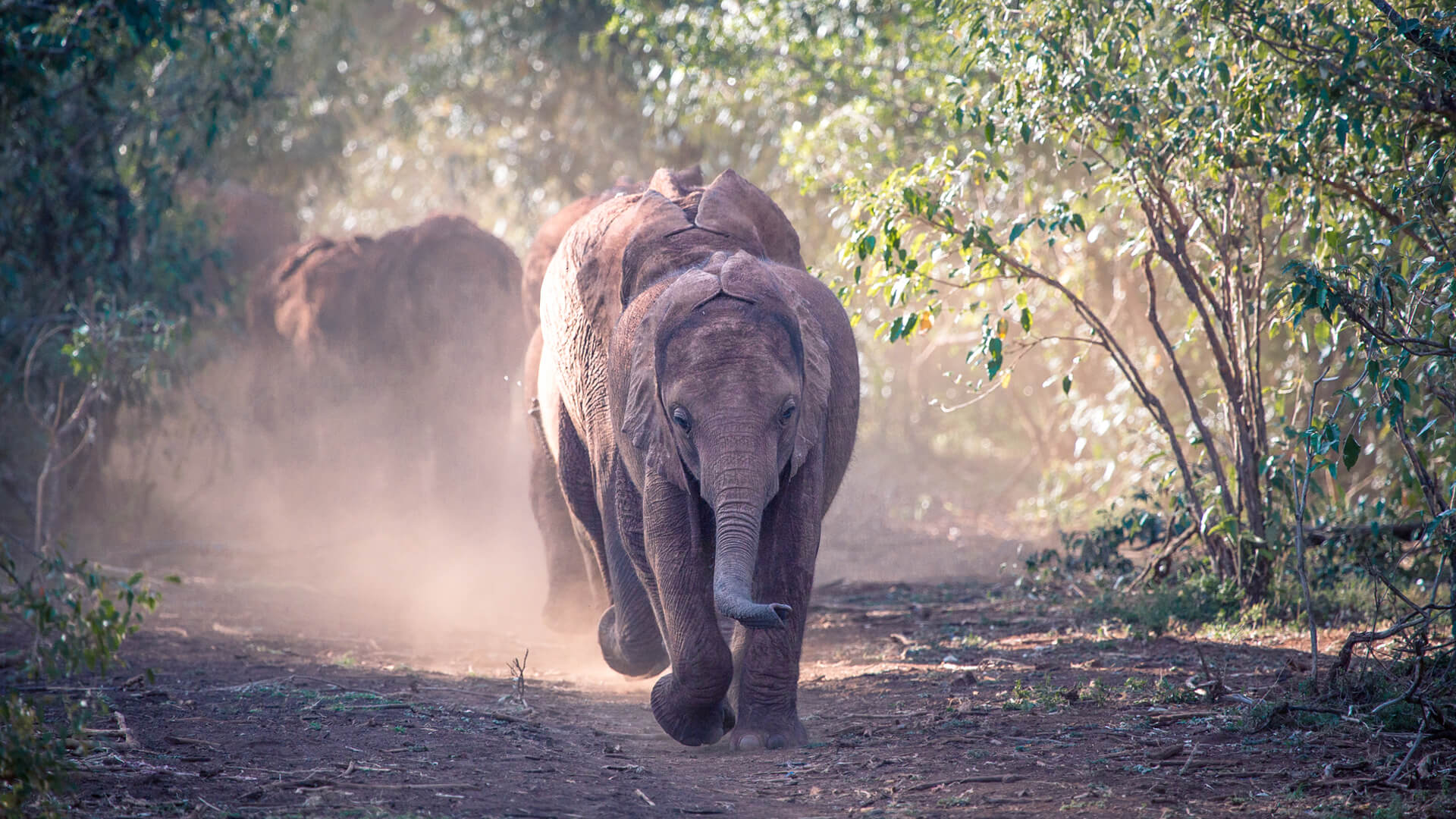 A herd of elephant walking through the bush in Laikipia, Kenya
