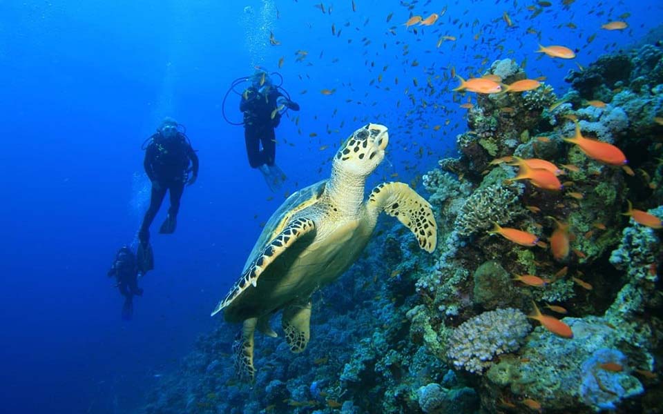 Pemba scuba diving Zanzibar 
