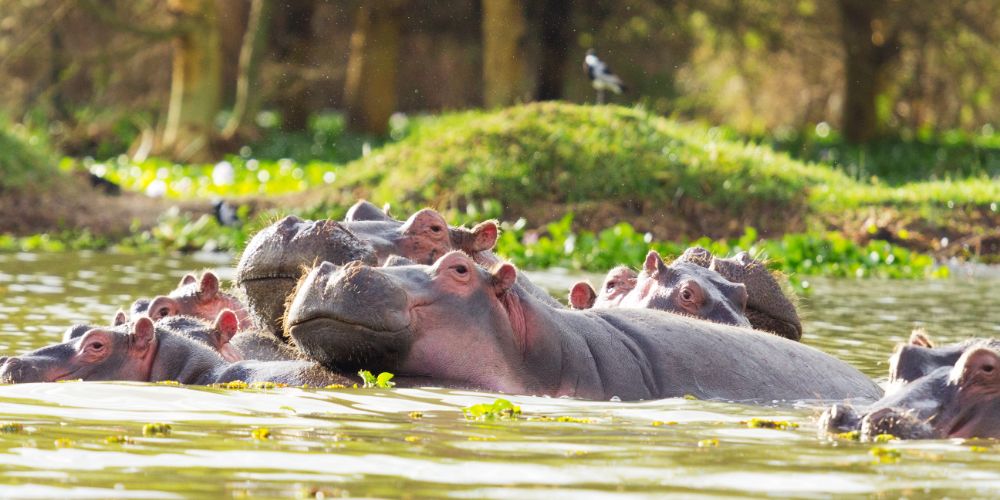 Pod of Hippo in Lake Naivasha