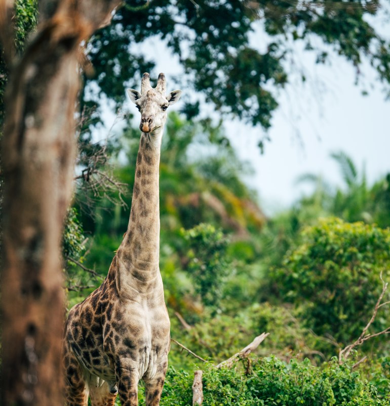 Rubondo Island giraffe