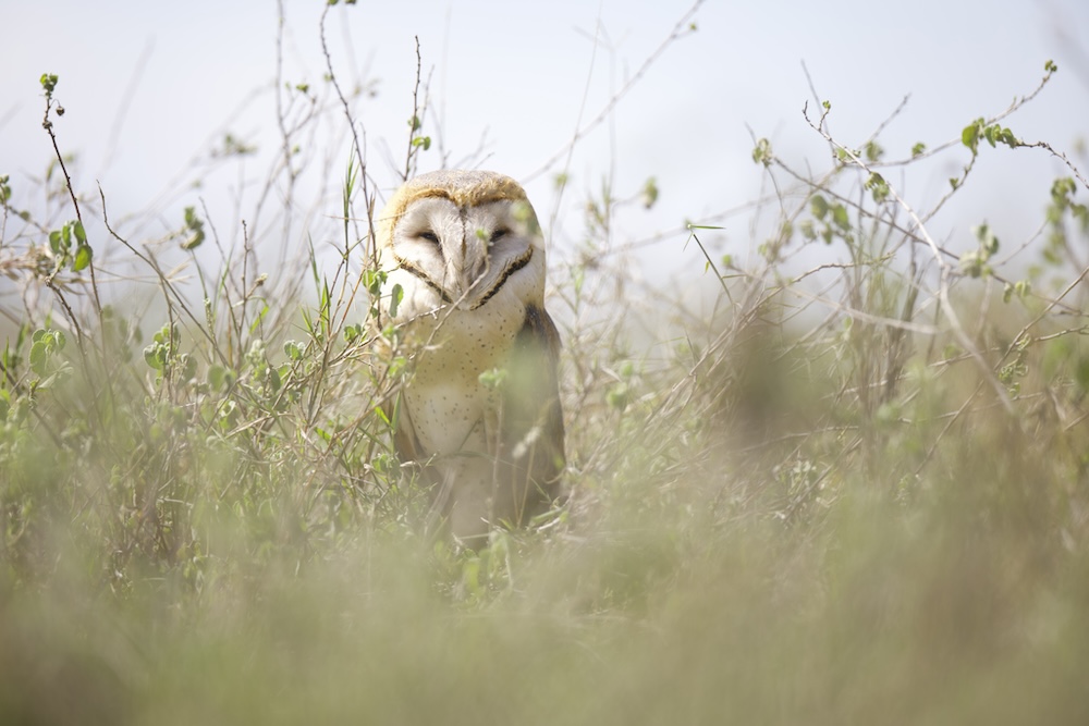 Serengeti wildlife birds