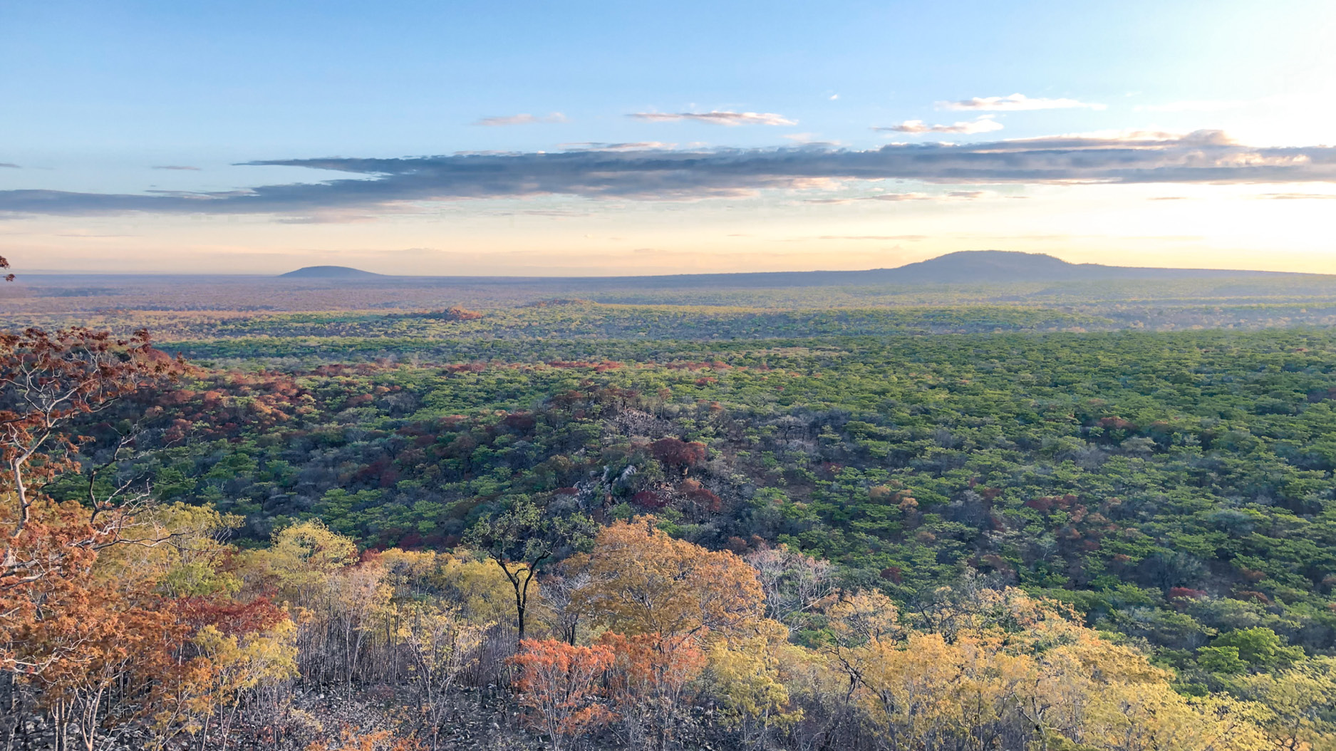 A view over the green treetops of Ruaha National Park as the morning mist evaporates