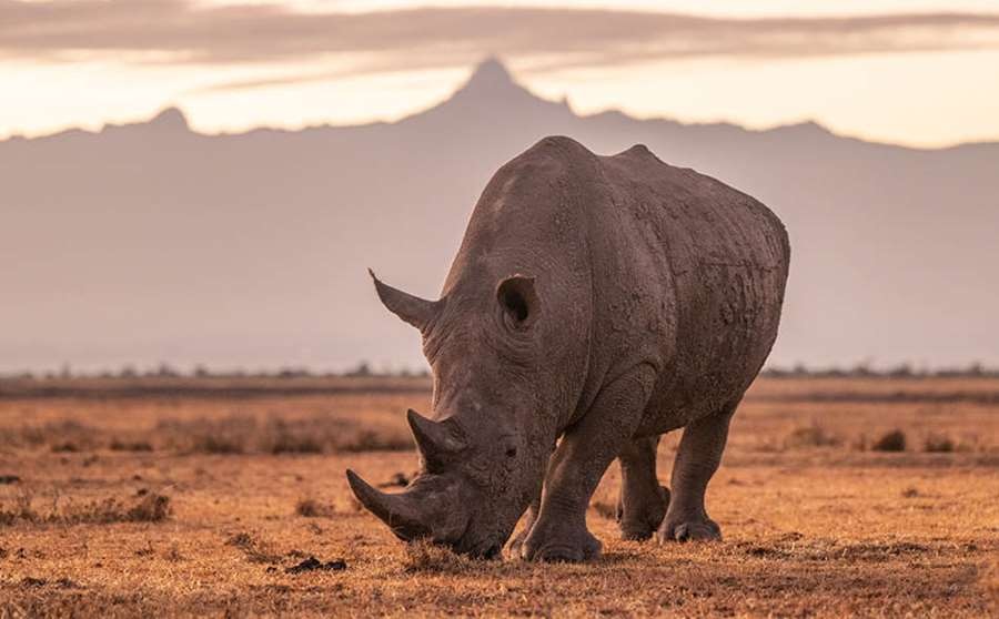 Rhino conservation Ol Pejeta Bush Camp