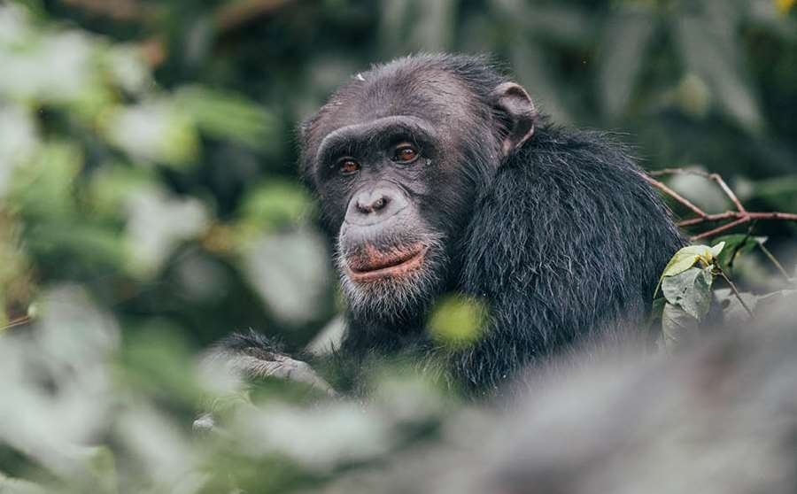 Chimpanzee Rubondo Island
