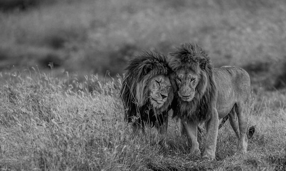 Bob Junior and Marley Kibumbu lion pride 