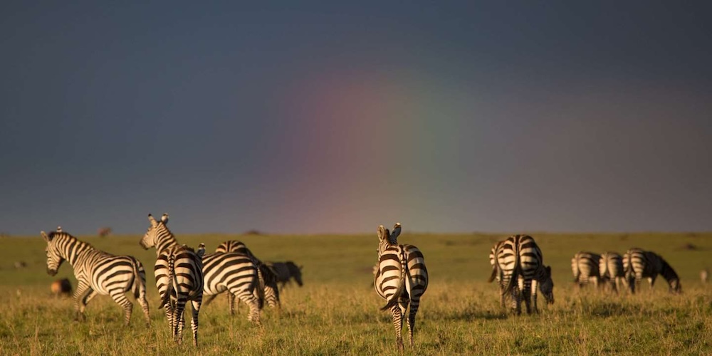 Masai Mara Nature Reserve Kenya 