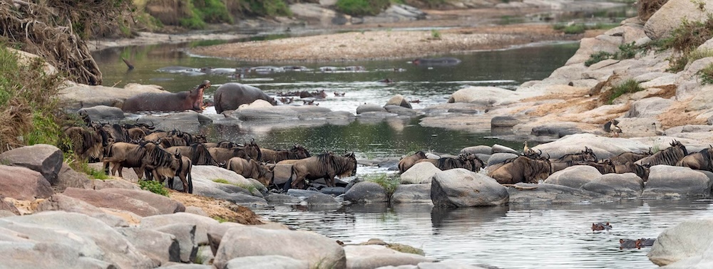 Masai Mara river crossing migration