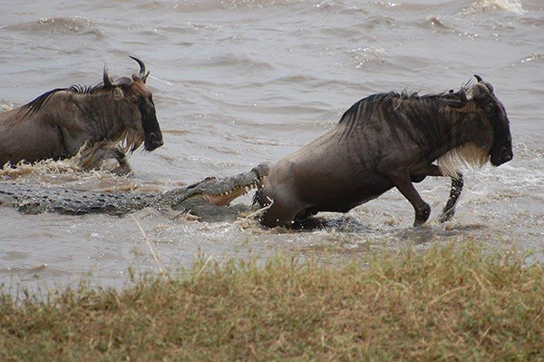 Wildebeest Great Migration river crossing