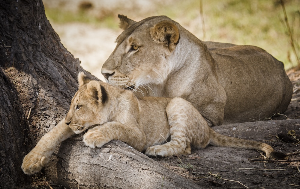 Wildlife sighting lions Ruaha National Park