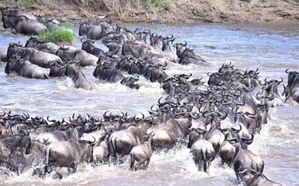 Great Migration wildebeest Serengeti