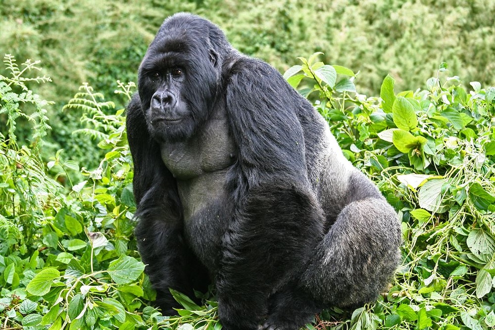 Gorilla trekking Rwanda