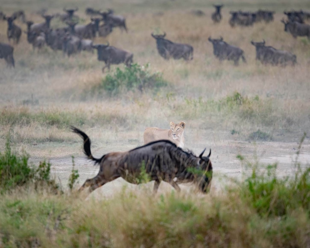 Wildebeest and lion Great Migration Kenya