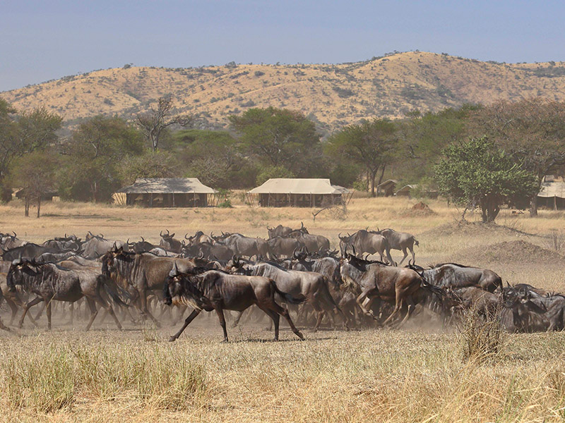 Migration camp East Africa