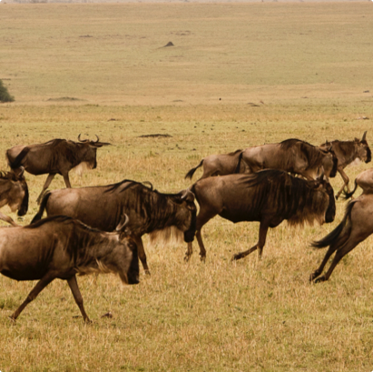 wildebeest-herd-running-serengeti
