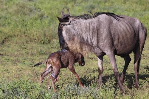 wildebeest-new-born