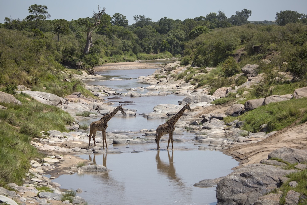 14 giraffe crossing rekero river 6r1a7460 highres