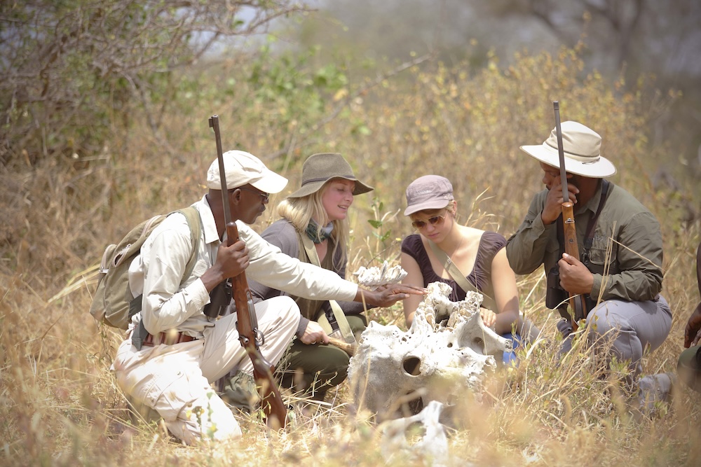 14 olivers guide explaining about the molers on an elephant skull