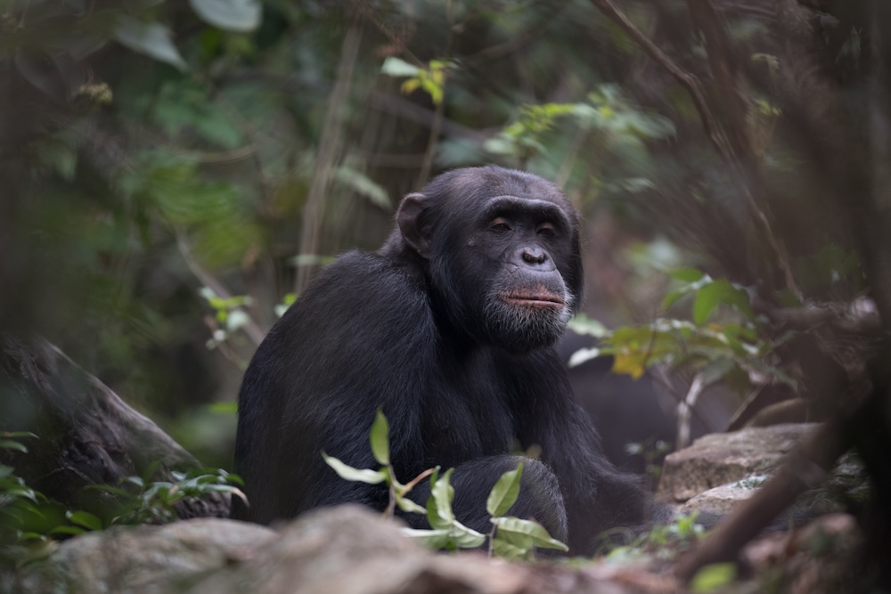 Chimp trekking on Tanzania's Rubondo Island