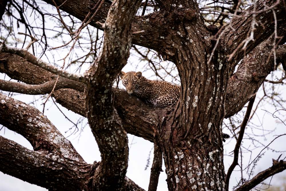 A tiny five month old leopard cub looking at me through the branches.
