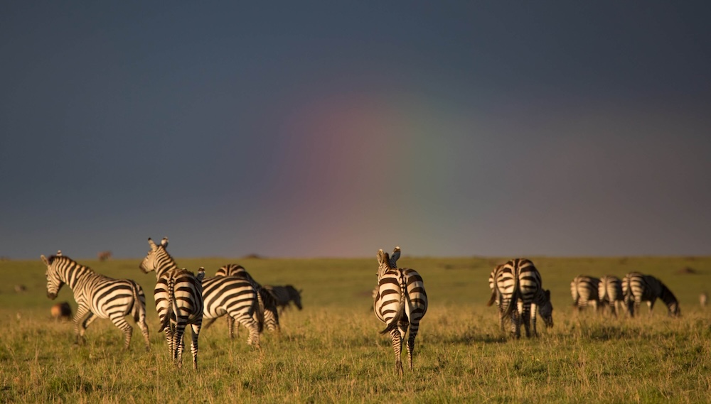 kenya zebra rainbow