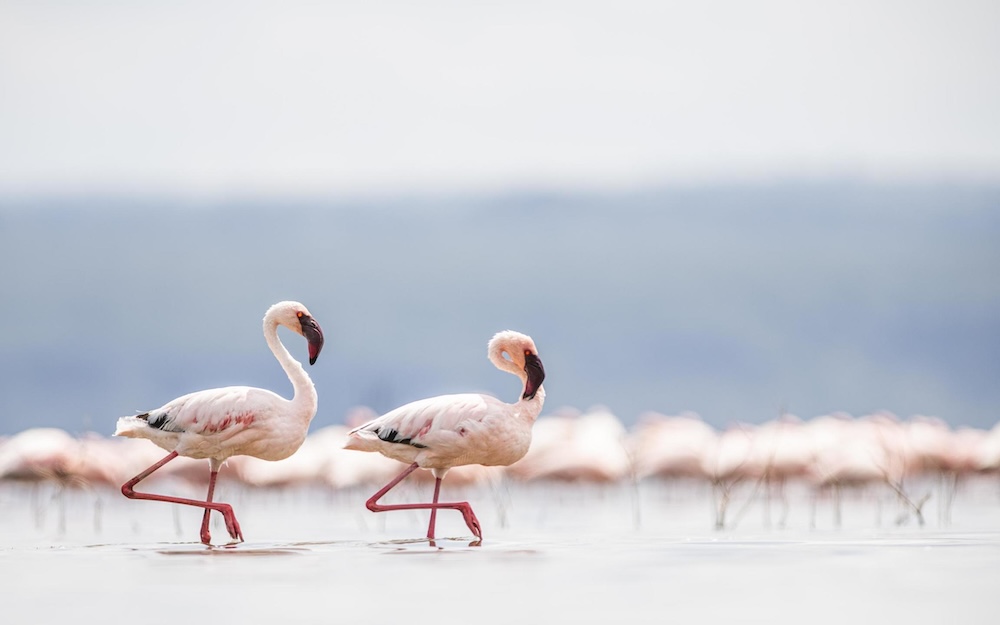 The flamingoes of Lake Nakuru, Kenya