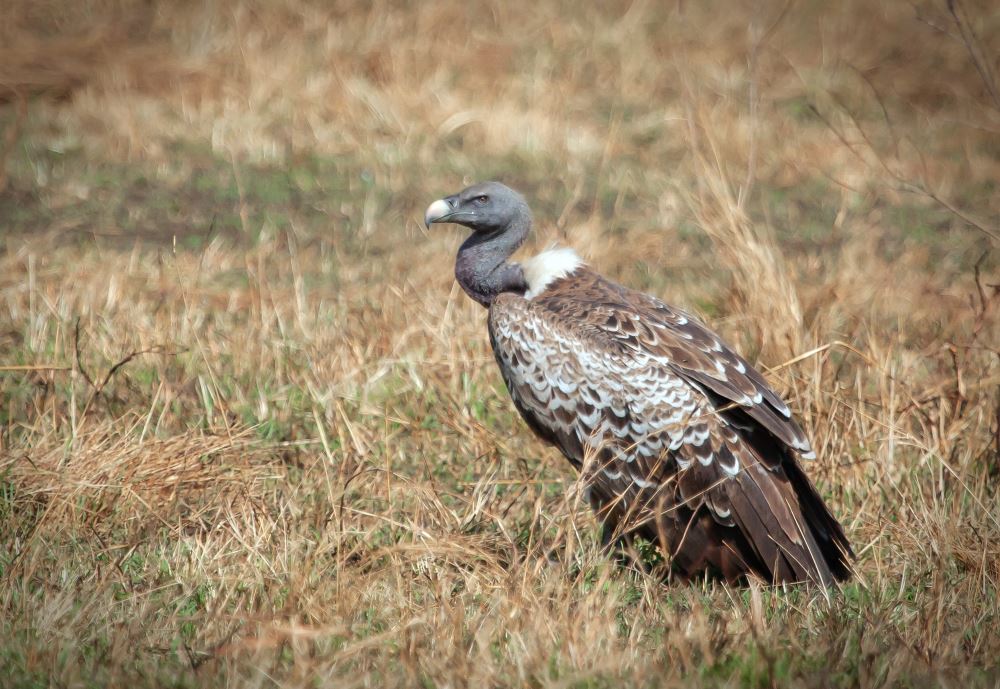 Rüppell's Vulture in side profile.