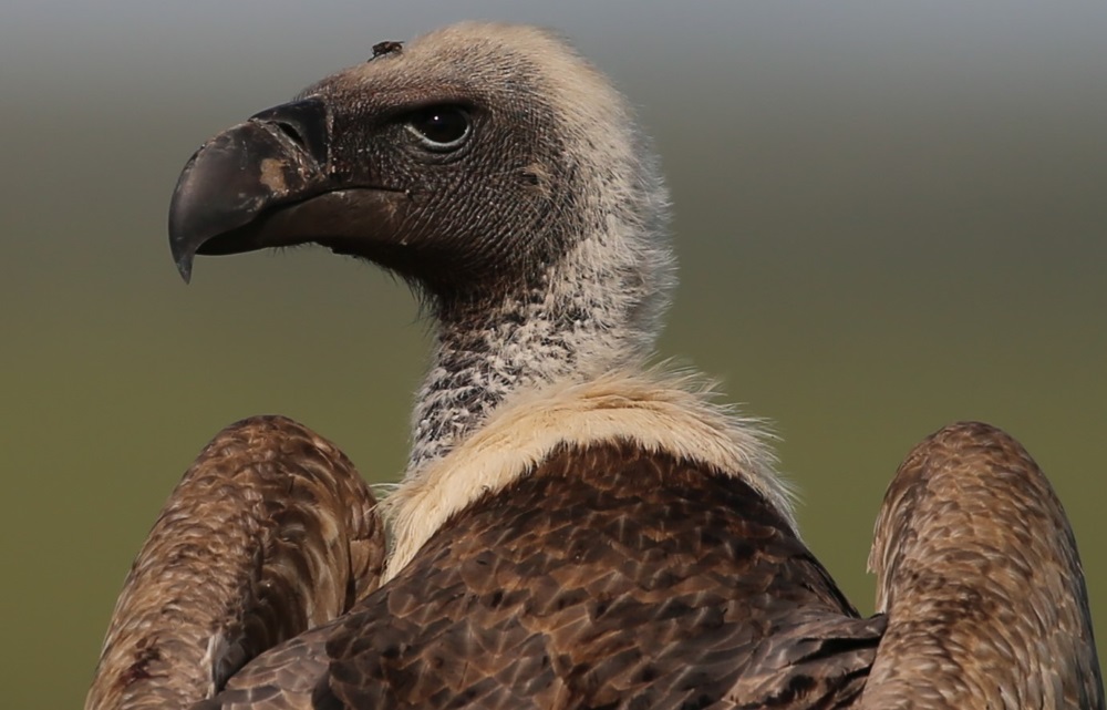 Close-up of a white-backed Vulture