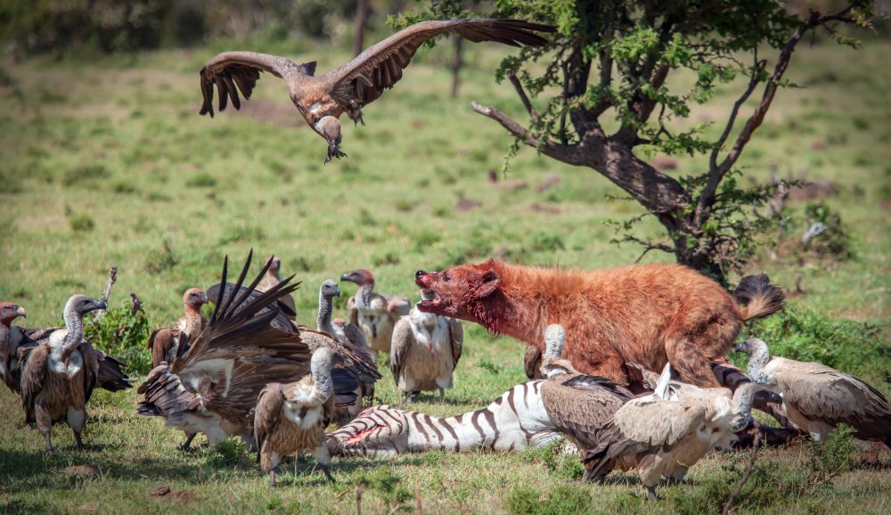 A hyena tries to defend a carcass from a growing number of vultures.