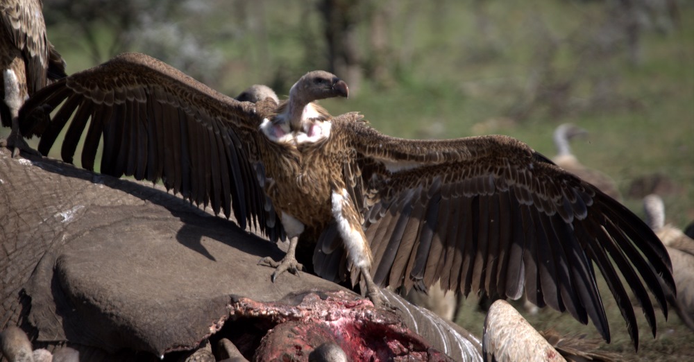 A White-backed Vulture spreads it's wings atop a decomposing carcass.