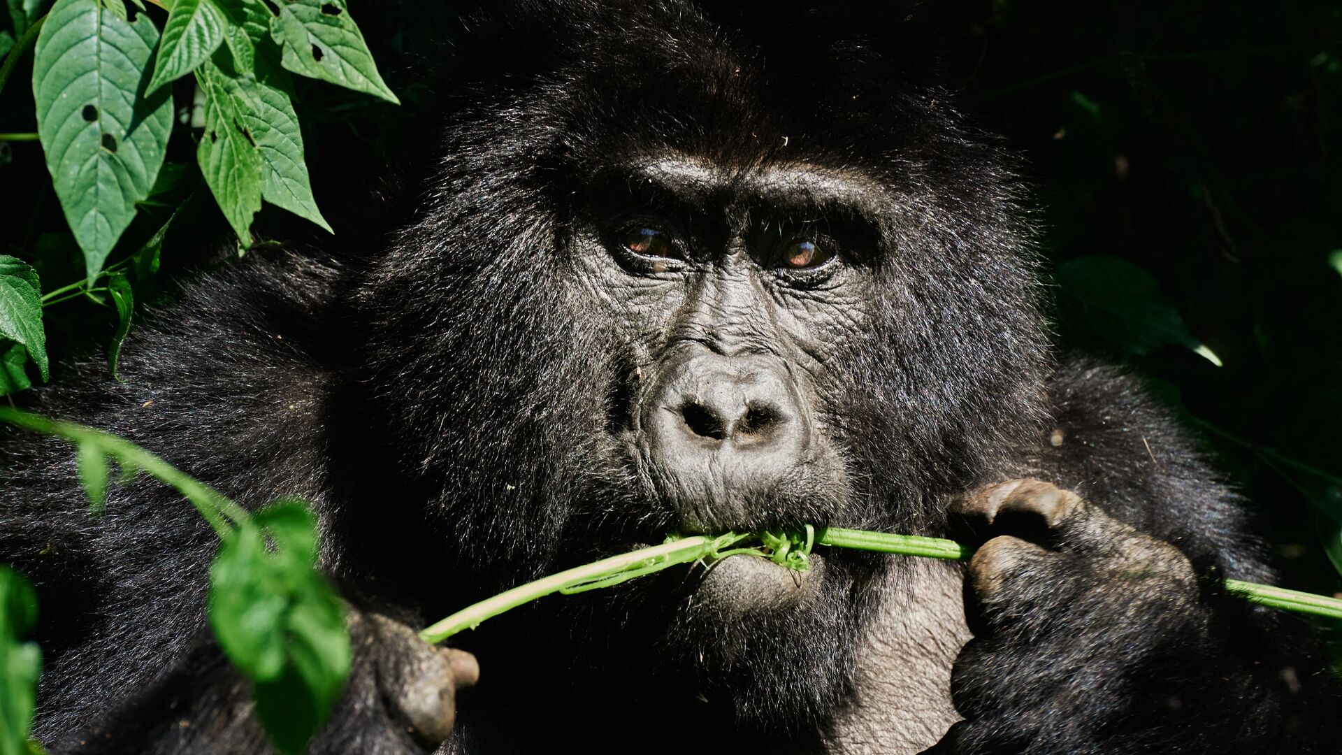 A close-up of a mountain gorilla chewing a green stem surrounded by foliage