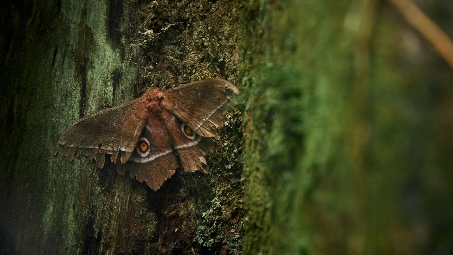 A brown moth with eye-like markings blending into the bark of a tree in Uganda