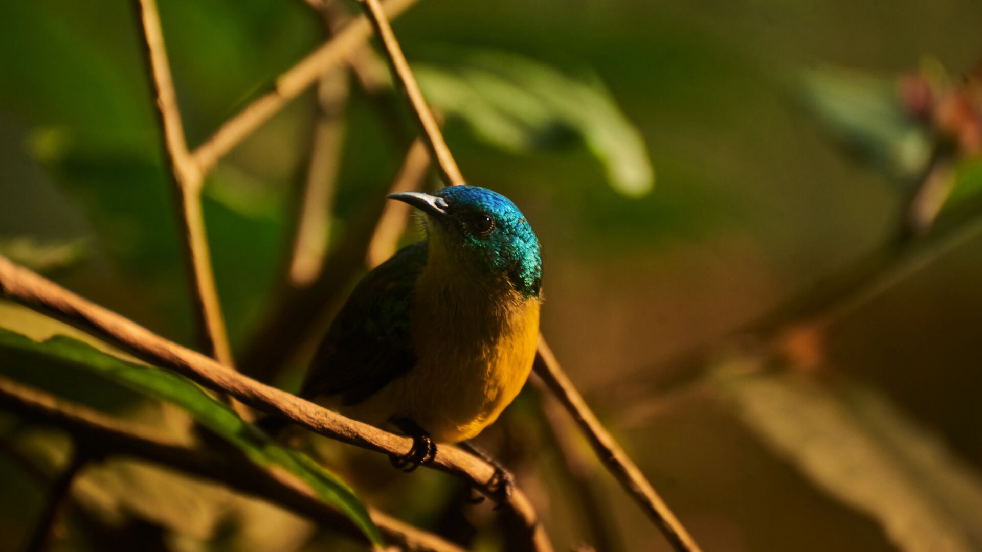 a vibrant sunbird with blue head and yellow chest perches on a branch