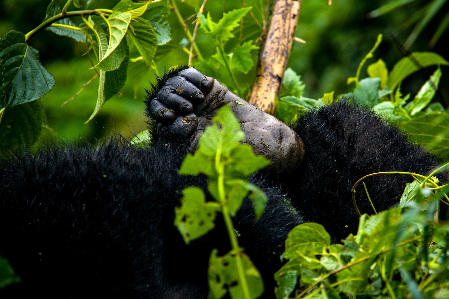 A young gorilla foot peeks out from the dense foliage in Rwanda