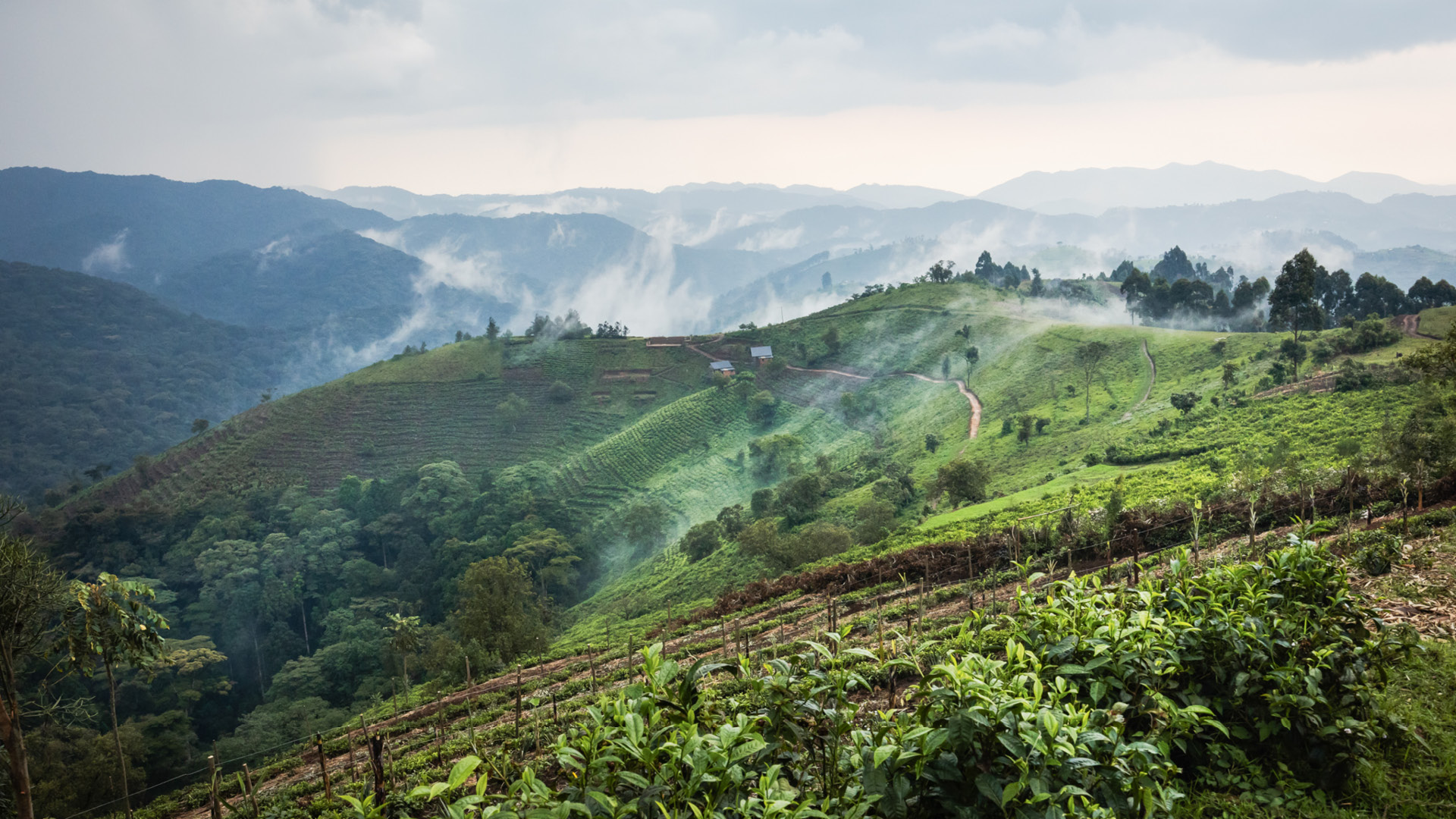 View over the Bwindi Impenetrable Forest, Erebero Hills, Uganda