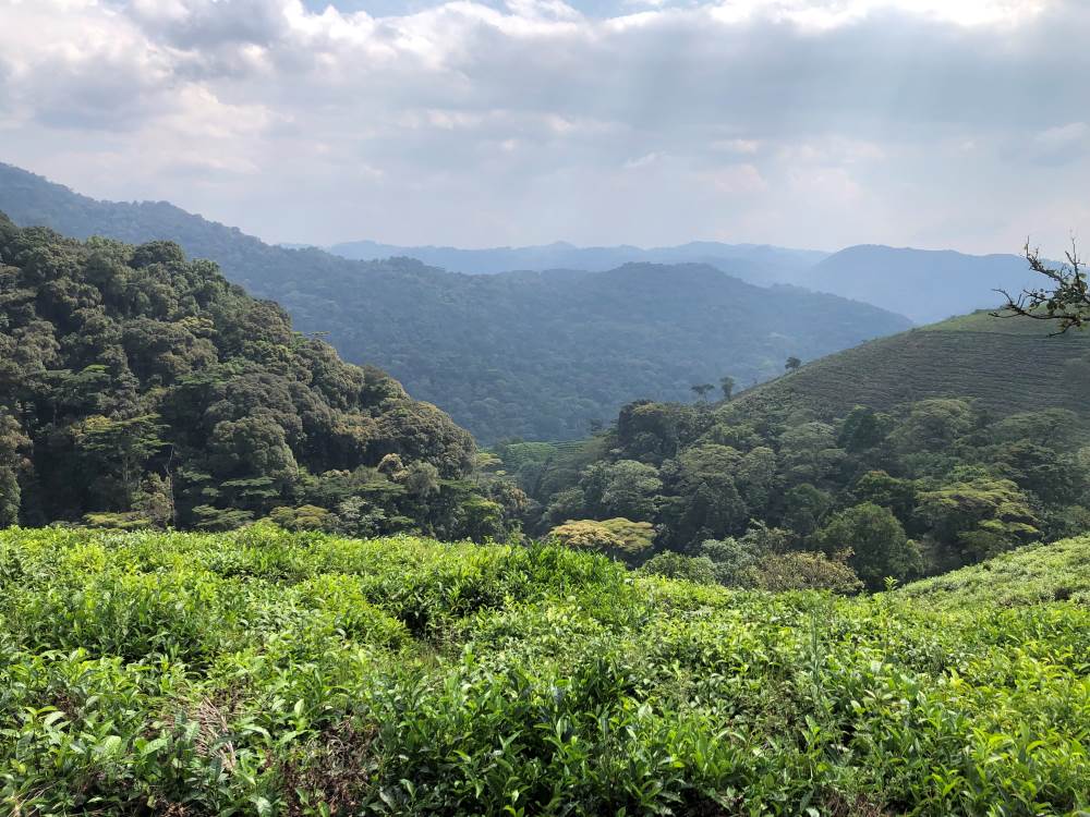 Views of the hills surrounding the site for the lodge.