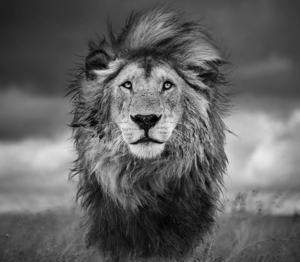 A front profile of Rasta, one of the golden boys.