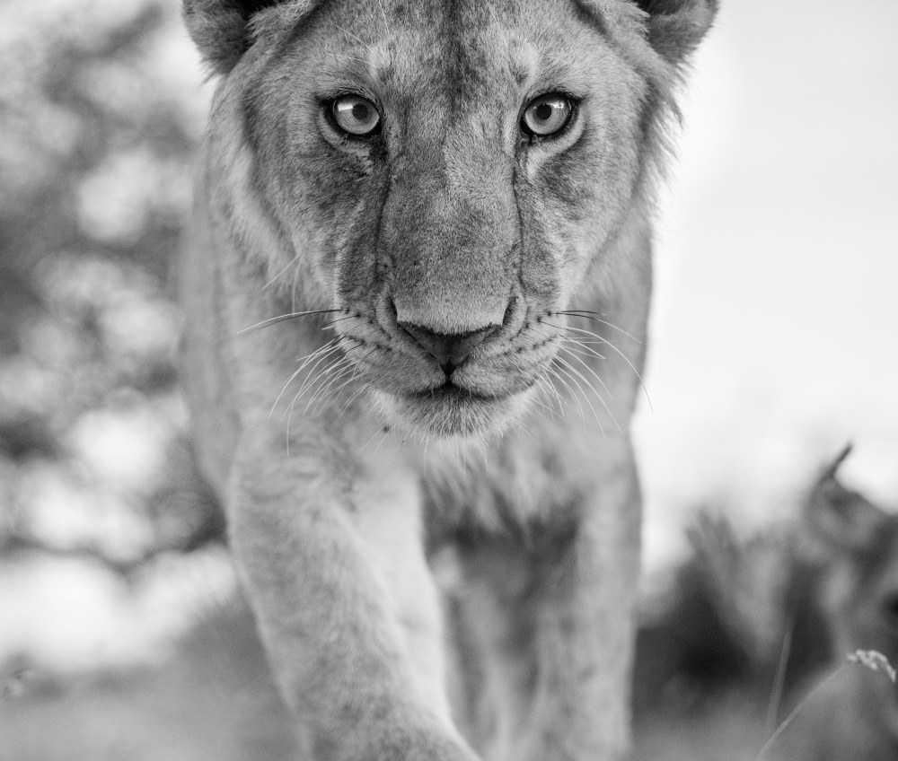 Close up of a lioness in Namiri Plains
