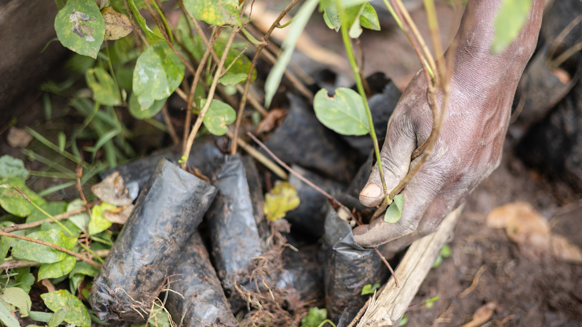 Hands planting trees as part of a reforestation project in the Bwindi Impenetrable Forest, Erebero Hills, Uganda