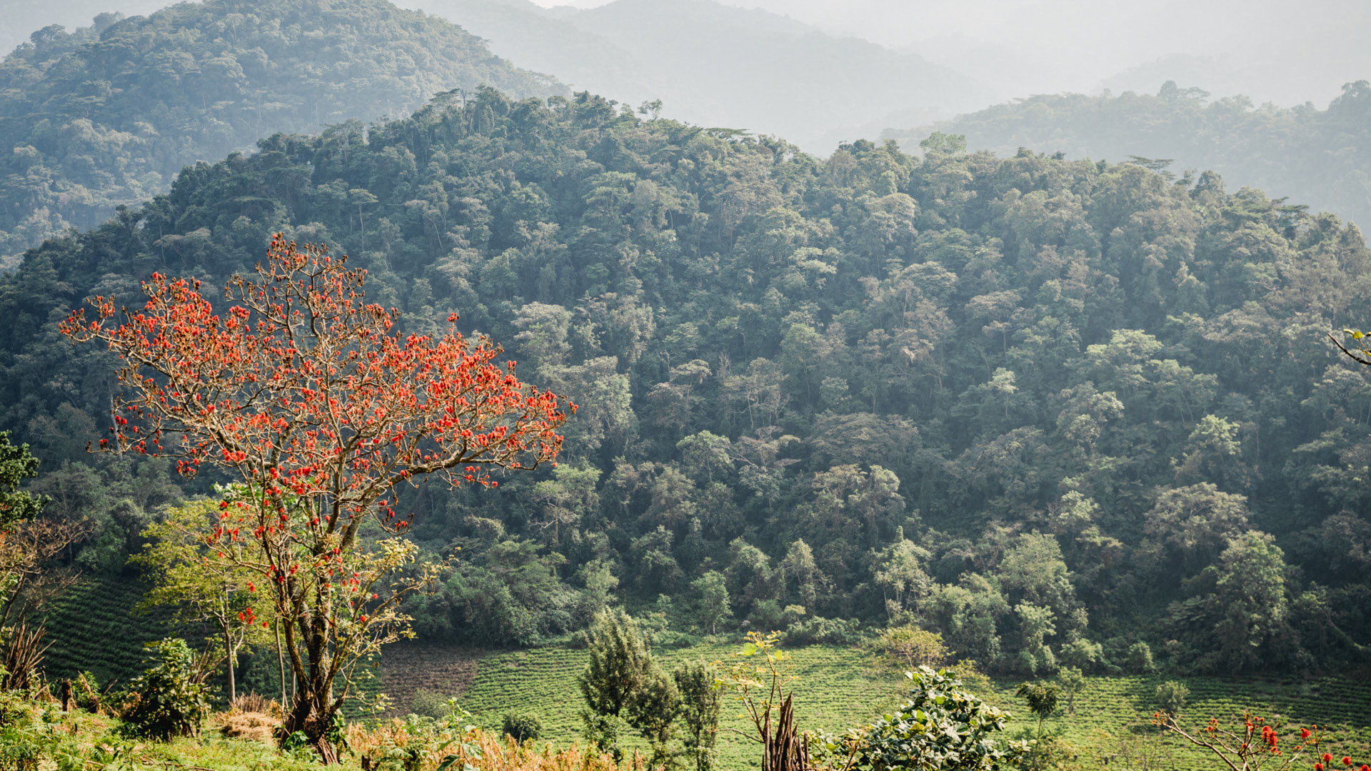 forest views, greenery and trees covering the landscape