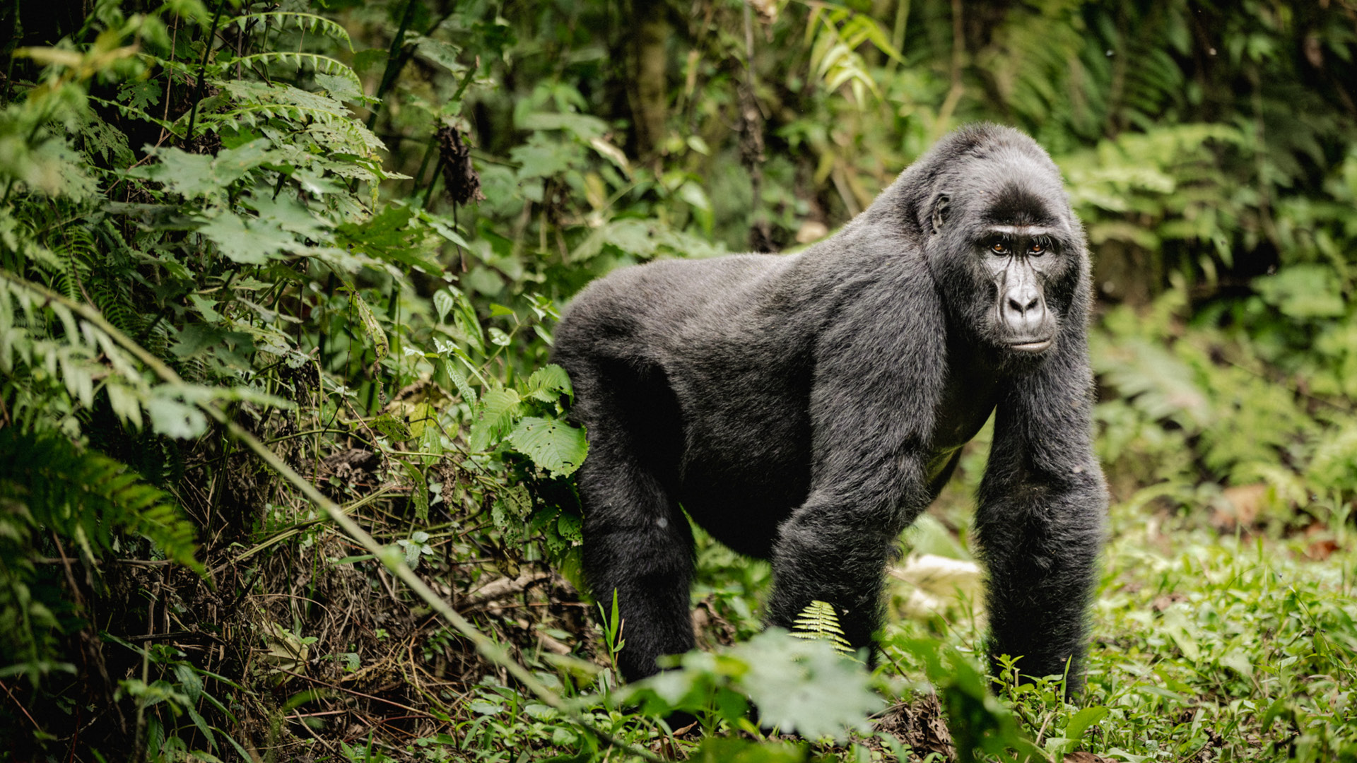 gorilla standing looking at the photographer in the forest amidst the lush greenery