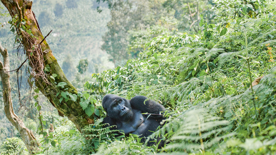 gorilla relaxing amidst the trees in the forest in the sunshine