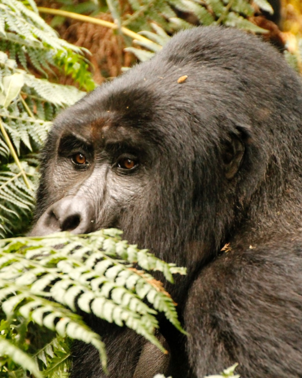 Bwindi Gorilla between the leaves