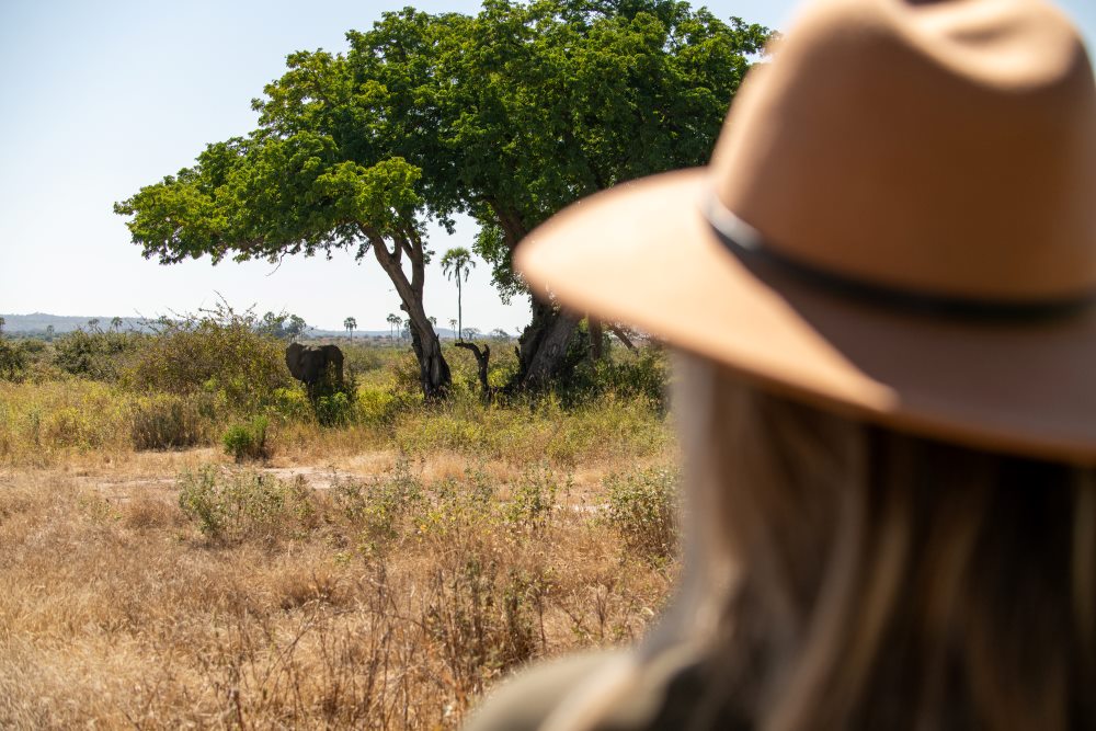 A guest observes an elephant under a tree from a safe distance, Tanzania.