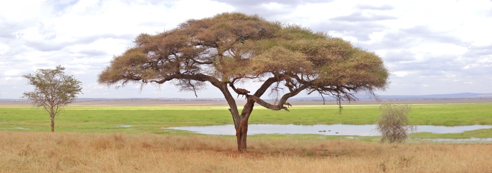 The permanent water source of the Silale Swamp in Tarangire National Park, Tanzania.