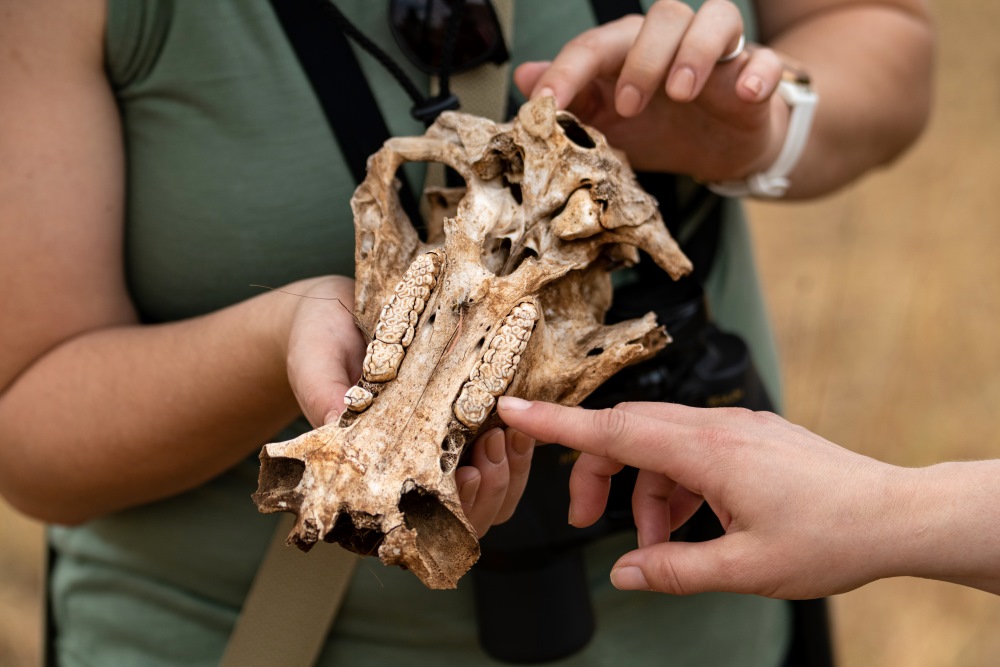 A guest examines a skull on a walking safari, northern Tanzania.