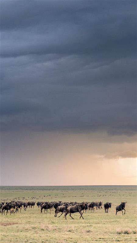 A stormy sky of over the endless plains of the Serengeti where wildbeest roam