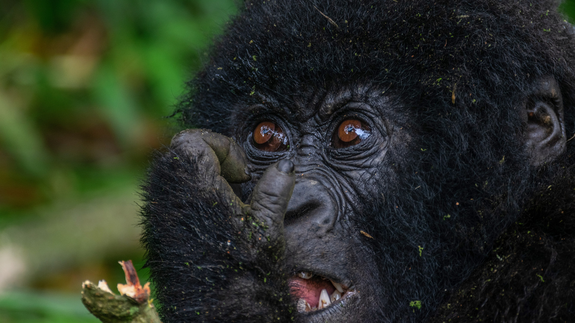 single young gorilla in mgahinga gorilla national park in uganda